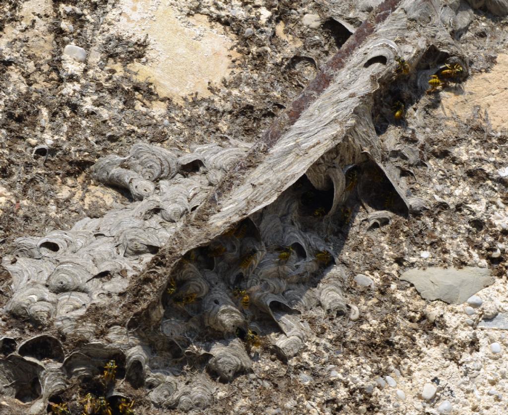 Vespula germanica, Vespidae